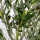 Kunstpflanze Baum Zitrone / Olive 90 - 180cm künstliche Bäume Kunstbaum Olivenbaum Zitronenbaum