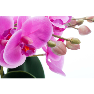 Jetzt kaufen! Kunstpflanze Orchidee 37,99 hoc, mit Keramiktopf 53 - ca. € cm XL